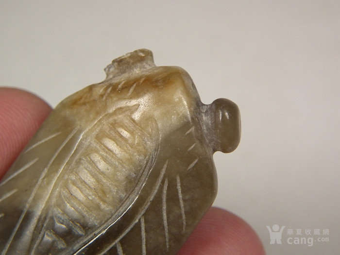 【星空真人】百色田林:枇杷种植产业助增收(图2) 星空真人集团官网