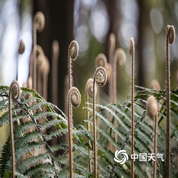 星空真人_火影忍者OL土遁试炼水主阵容 五遁试炼具体打法攻略