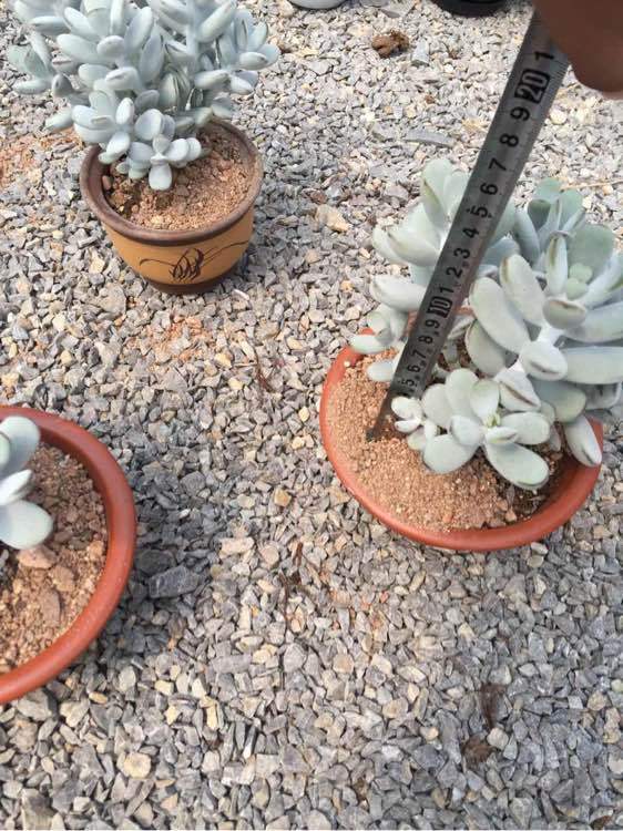 《画江湖之杯莫停》第28集 司空家大内讧开始【星空真人集团官网】(图2) 星空真人