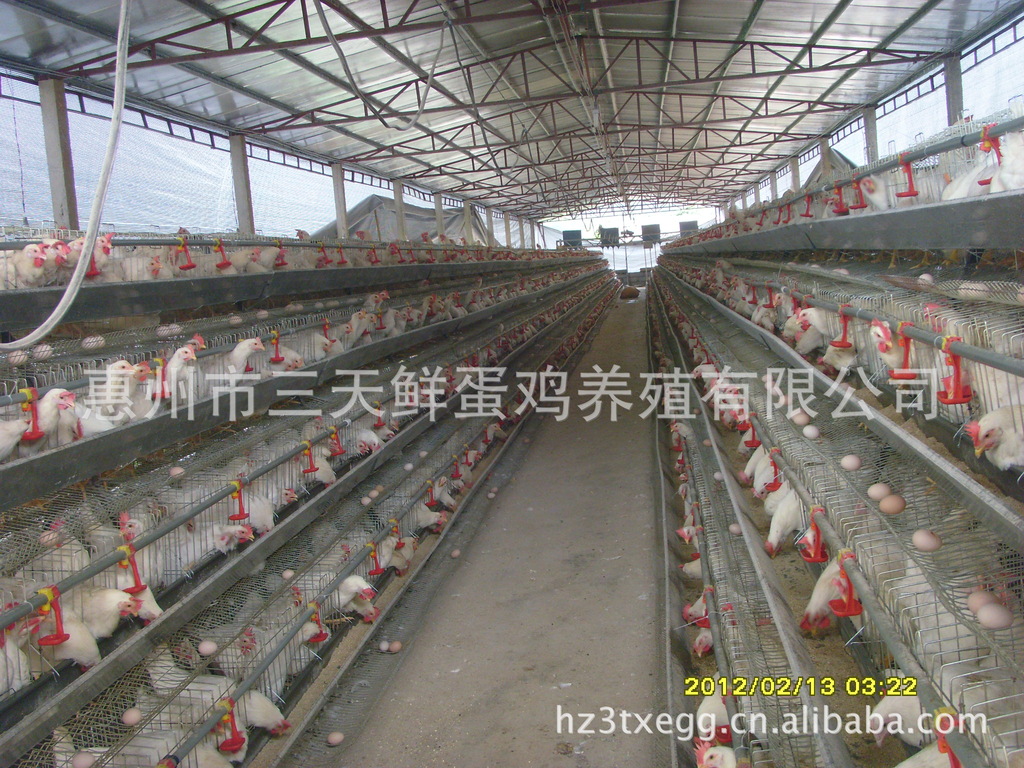 “星空真人”健康鱼不如病鱼孔雀鱼竞美赛惹议(图2) 星空真人