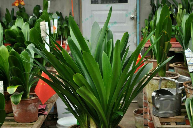 星空真人:通用继续缩减规模 美国再次裁员1100名(图2) 星空真人