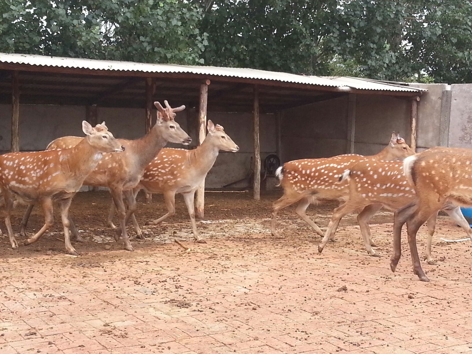 任青安与成龙同桌吃饭，听成龙唱红歌‘星空真人’