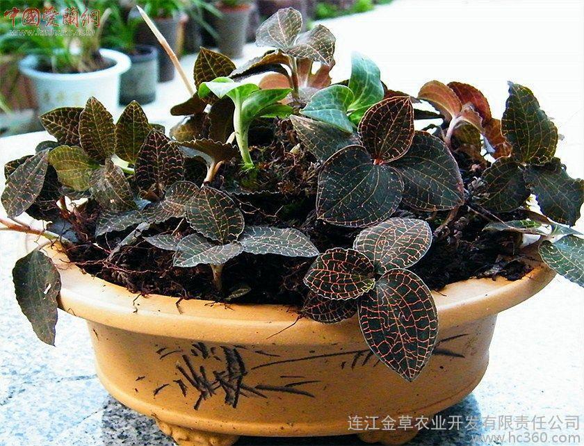 星空真人集团官网